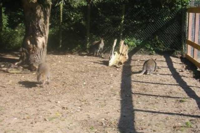 vervangen-hekwerk-bij-manege-merwebolder-2008-270 - Afbeelding 11 van 18